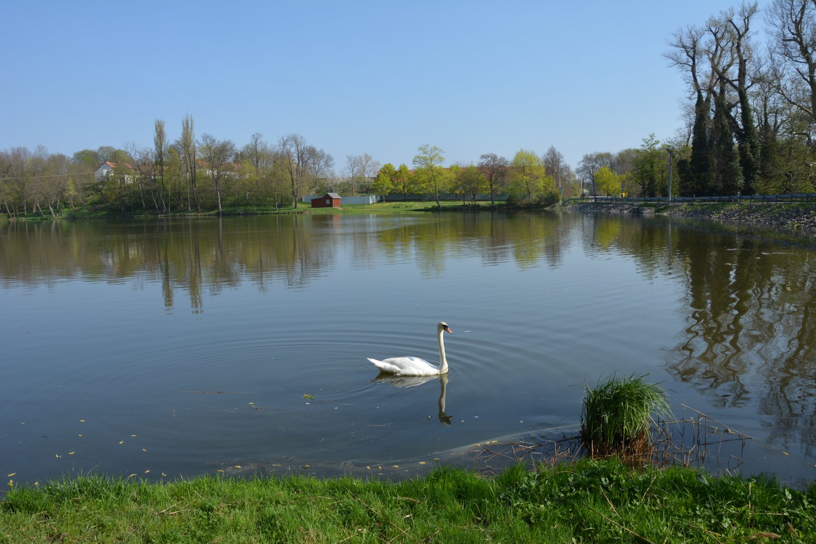 Břežanský rybník